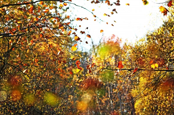 Autumn Dream by Deb Oppermann